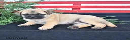 Mixed Breed dogs for sale: Sunflower - Ad 3