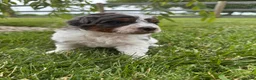 Bernedoodle dogs for sale: Otter - Ad 4