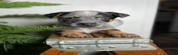 Australian Cattle Dog dogs for sale: Posie - Ad 6