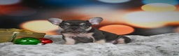 French Bulldog dogs for sale: Cordell - Ad 6