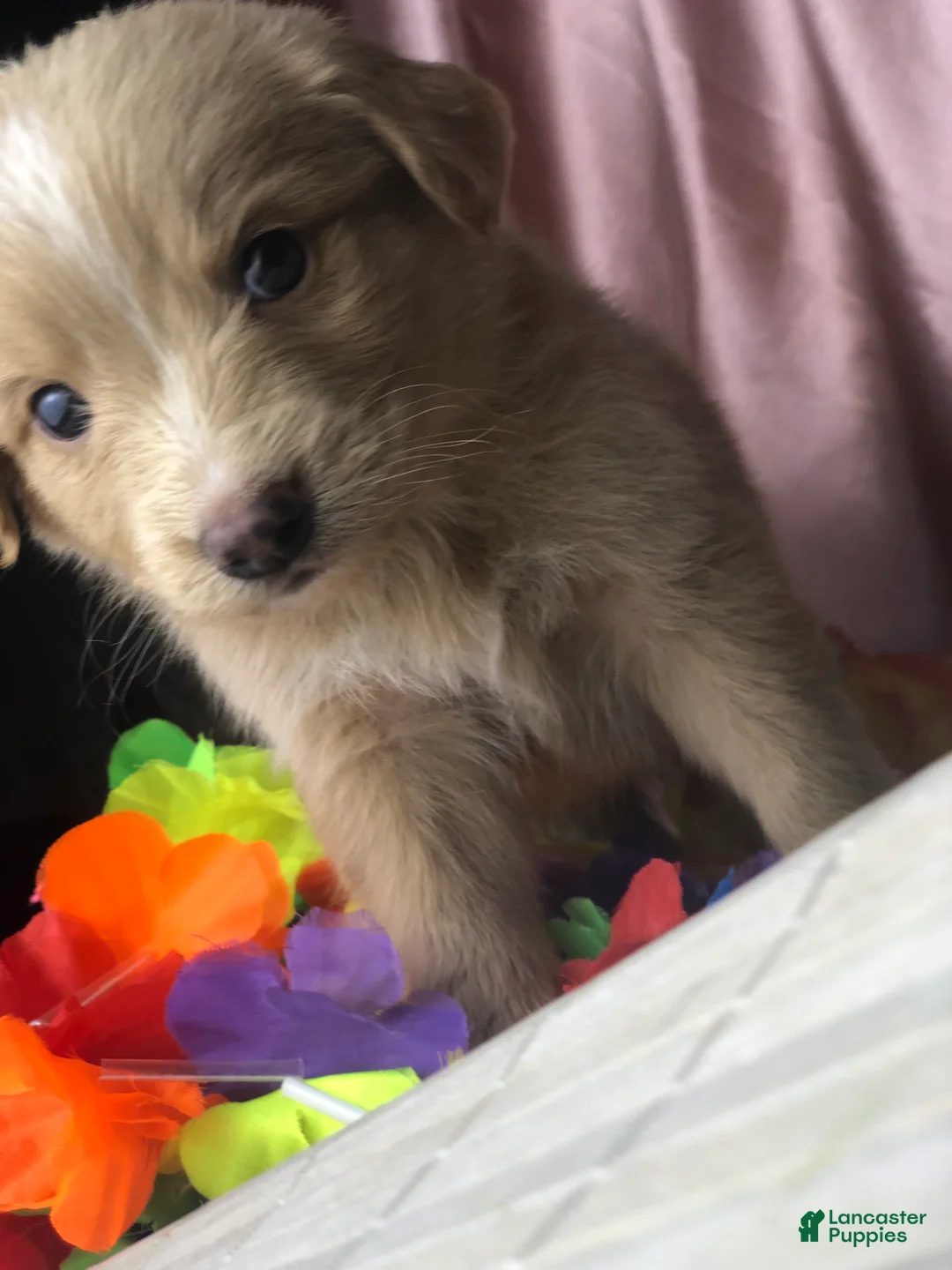 Australian Shepherd dogs for sale: Australian Shepherd 3 (Blondie)  - Ad 2