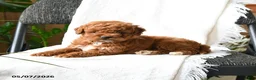 Mini Goldendoodle dogs for sale: Julien - Ad 3