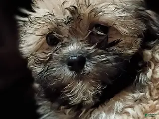 Malshi dogs Scarlet - Ad 10