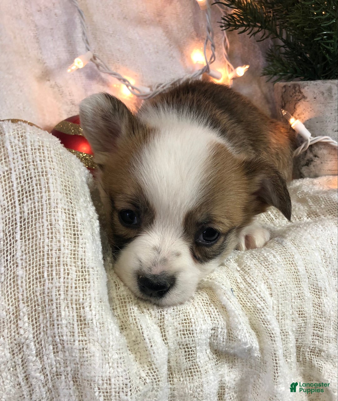 Welsh Corgi Pembroke dogs for sale: Holly - Ad 5