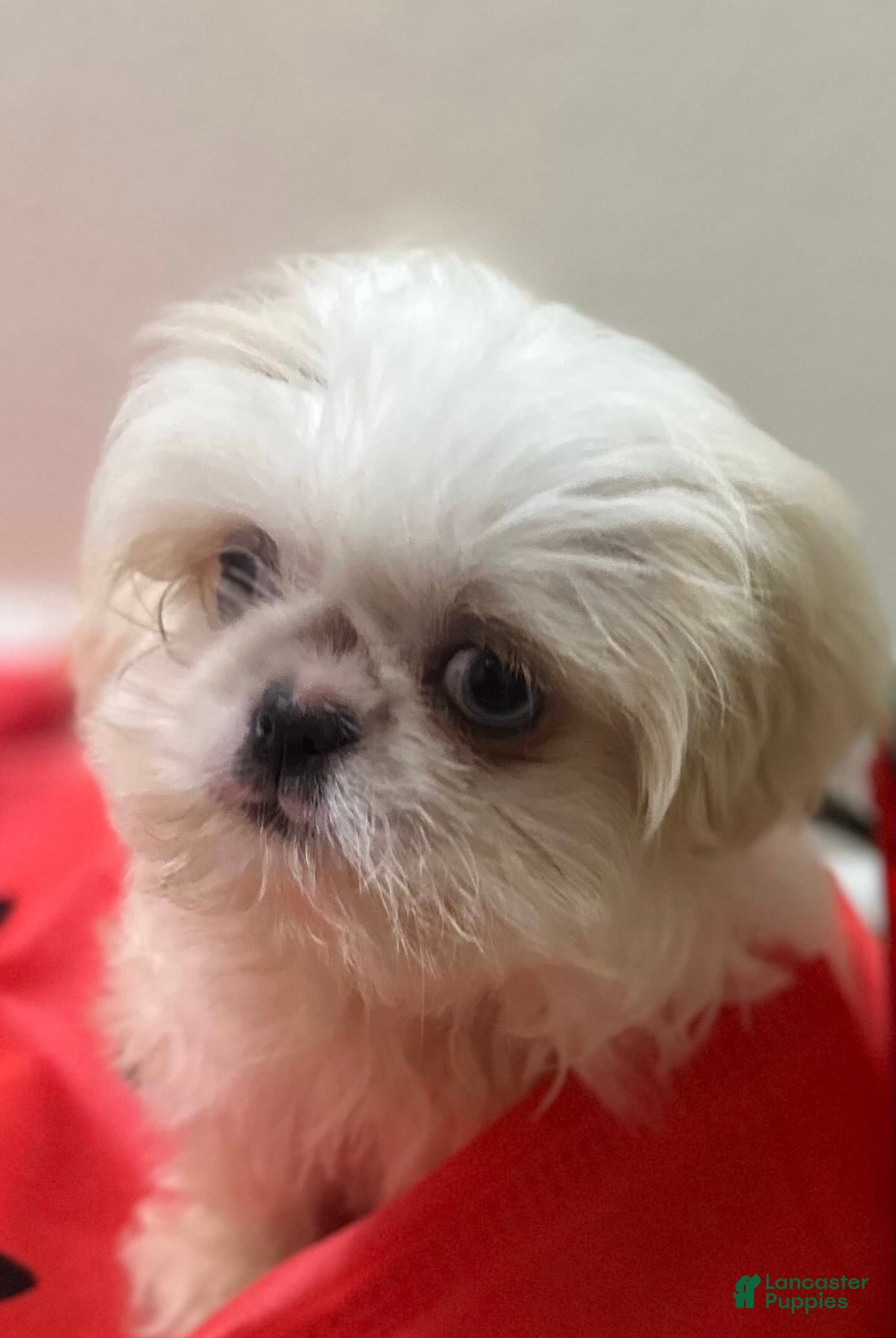 Shih Tzu dogs Minnie  - Ad 1