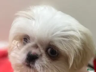 Shih Tzu dogs Minnie - Ad 1