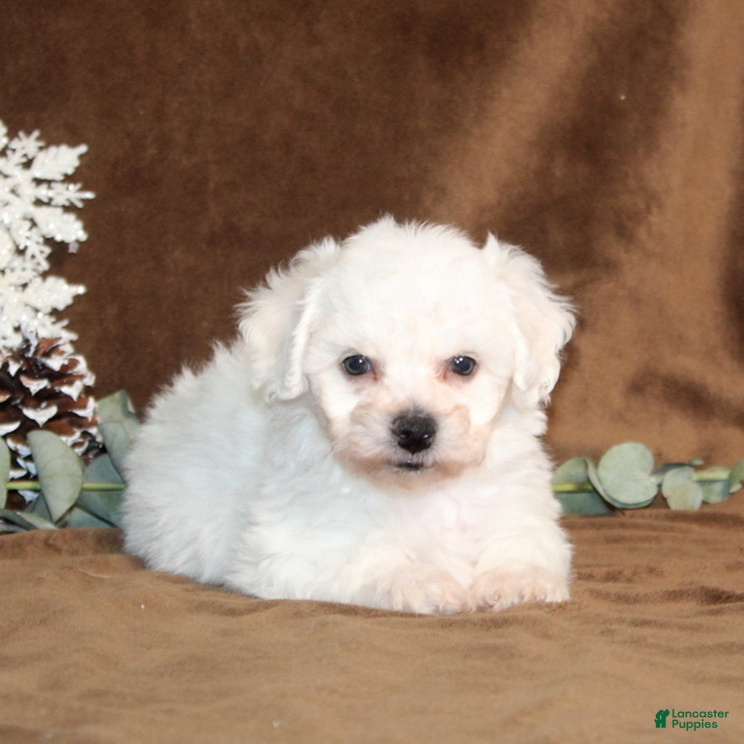 Bichon Frise dogs for sale: Truffles - Ad 3