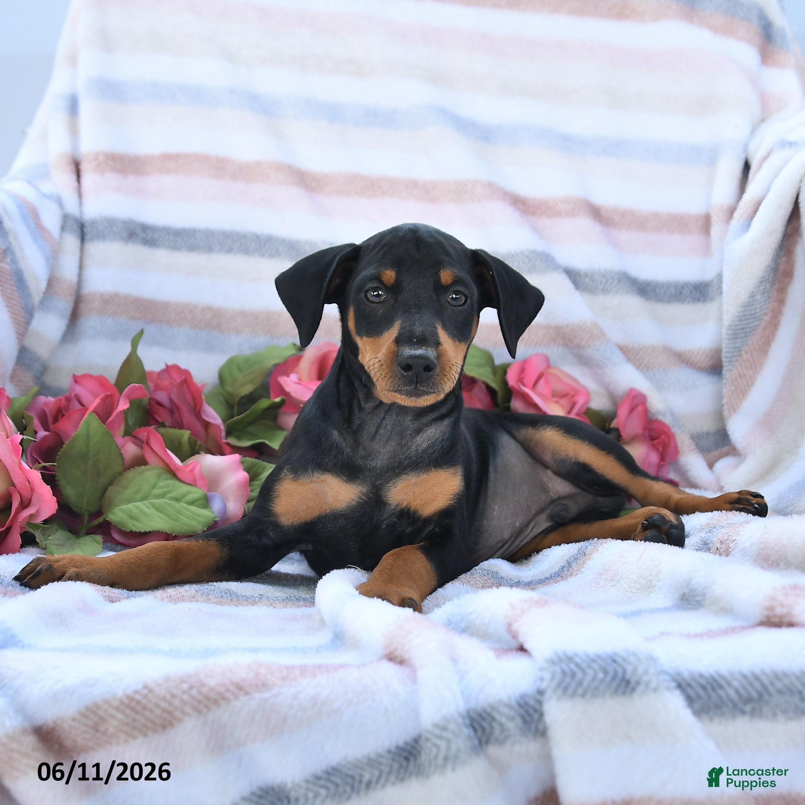Miniature Pinscher dogs Charlie - Ad 1