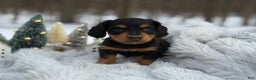 Miniature Dachshund dogs for sale: Tinsel - Ad 4