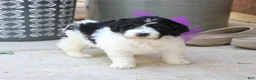 Mini Bernedoodle dogs for sale: Gemma  - Ad 4
