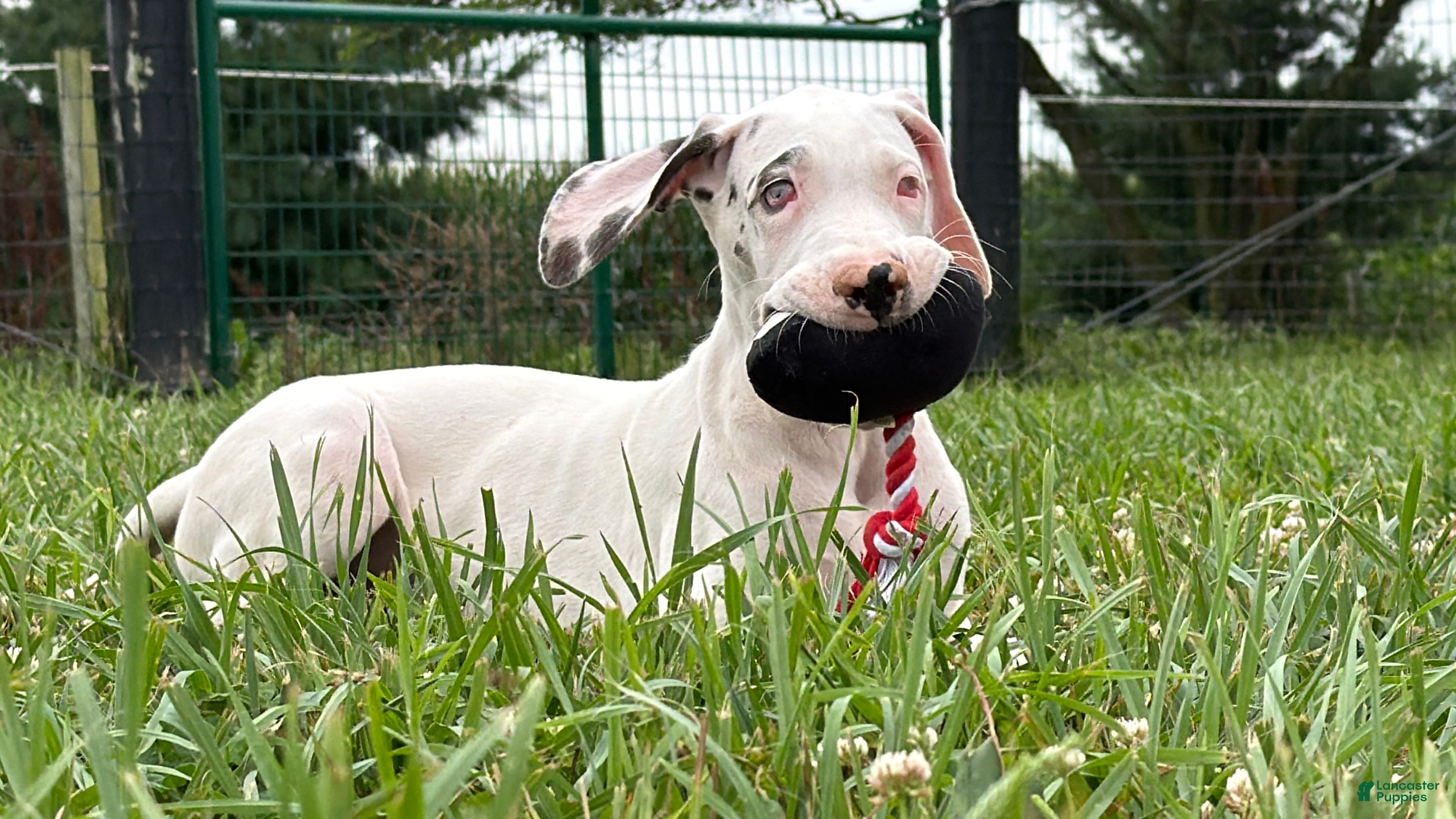 Great Dane dogs Pearl Great Dane  - Ad 2