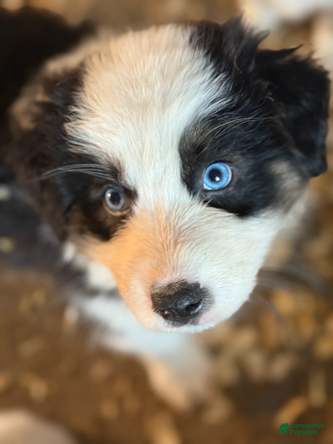 Australian Shepherd dogs for sale: Australian Shepherd Puppy 1 - Ad 4