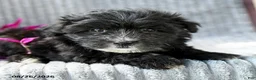 Maltipoo dogs for sale: Marlo - Ad 4