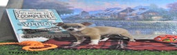 Chihuahua dogs for sale: Fritz - Ad 10