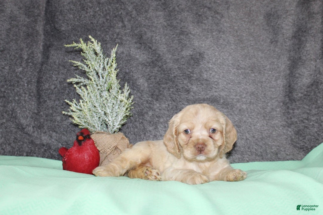 Cocker Spaniel dogs for sale: Sheila - Ad 3