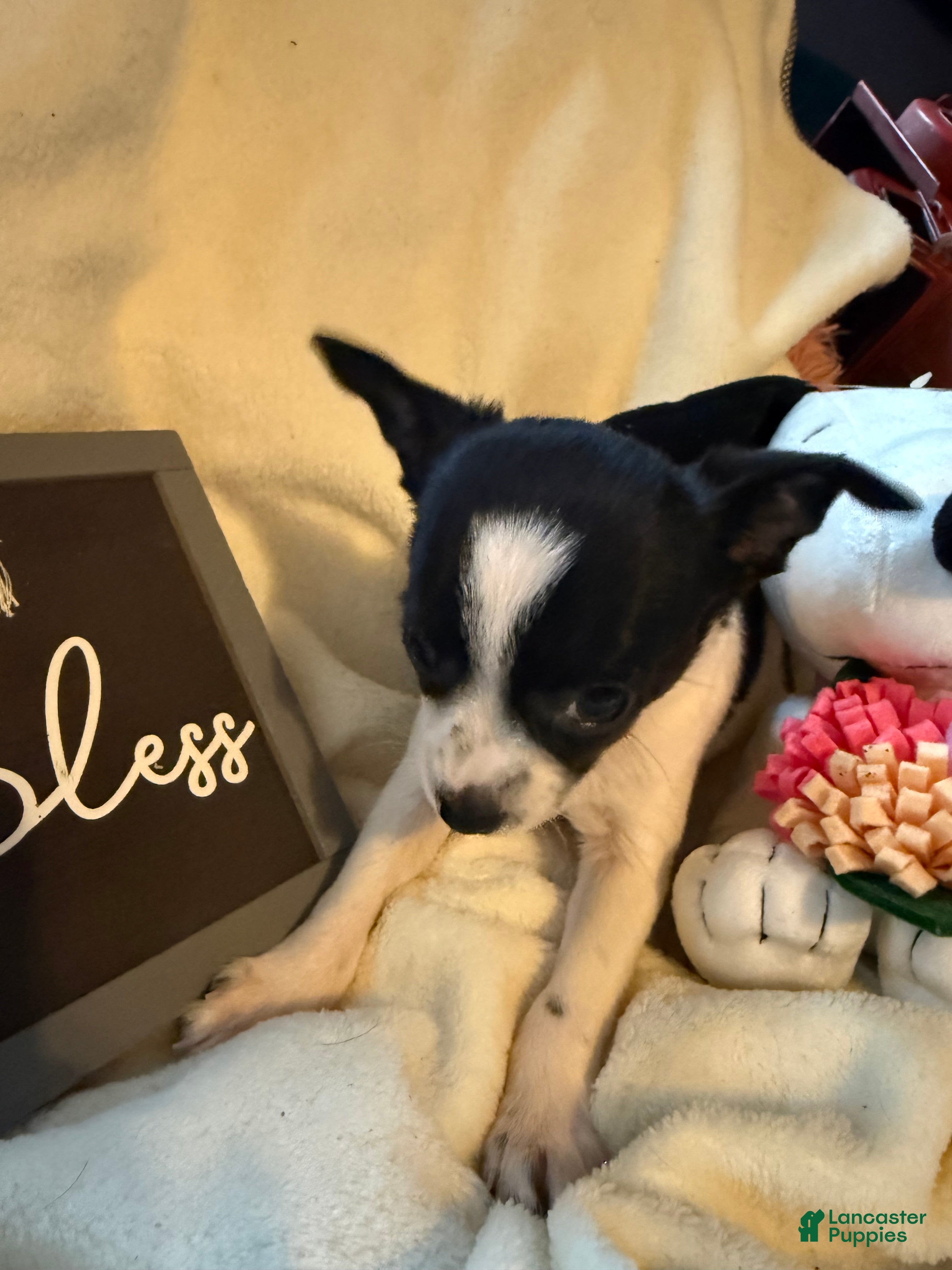 Chihuahua dogs Tiny Oreo  - Ad 2