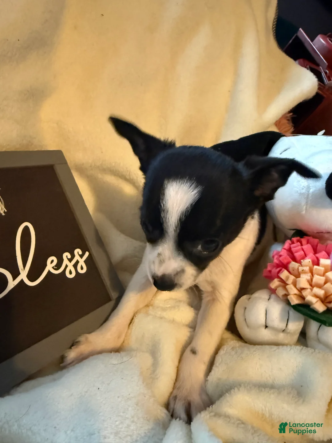 Chihuahua dogs for sale: Tiny Oreo  - Ad 2