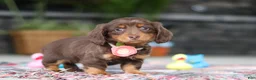 Miniature Dachshund dogs for sale: Charlie - Ad 6