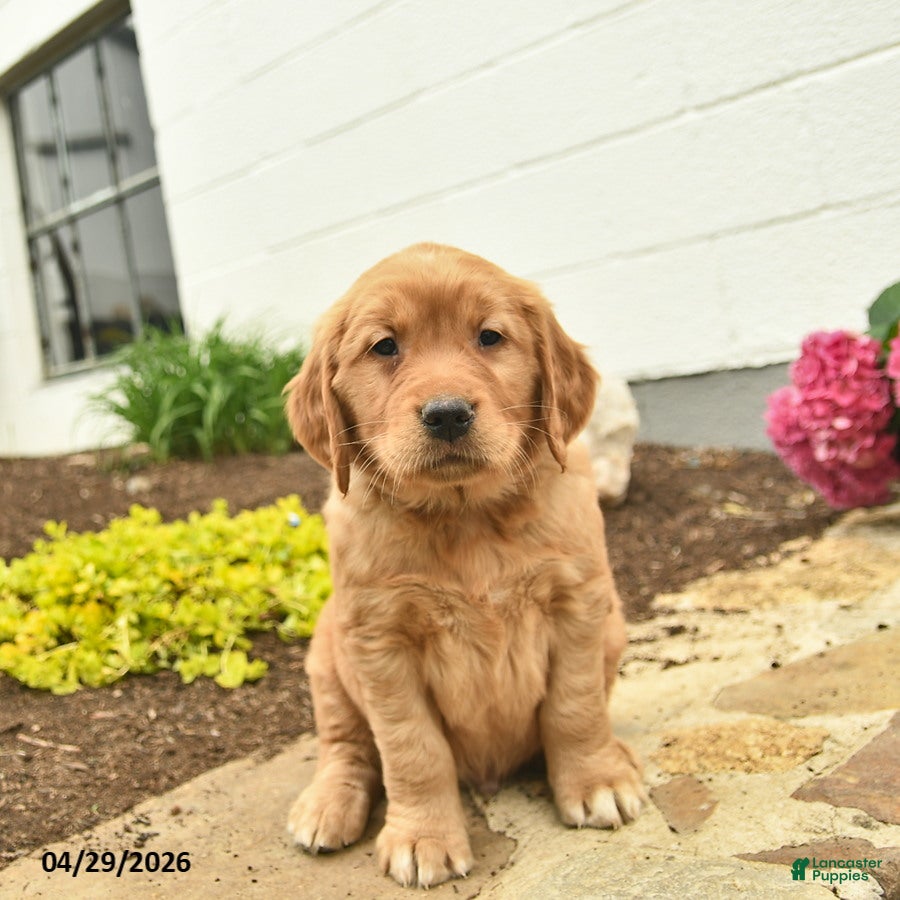 Golden Retriever dogs Clifford  - Ad 2