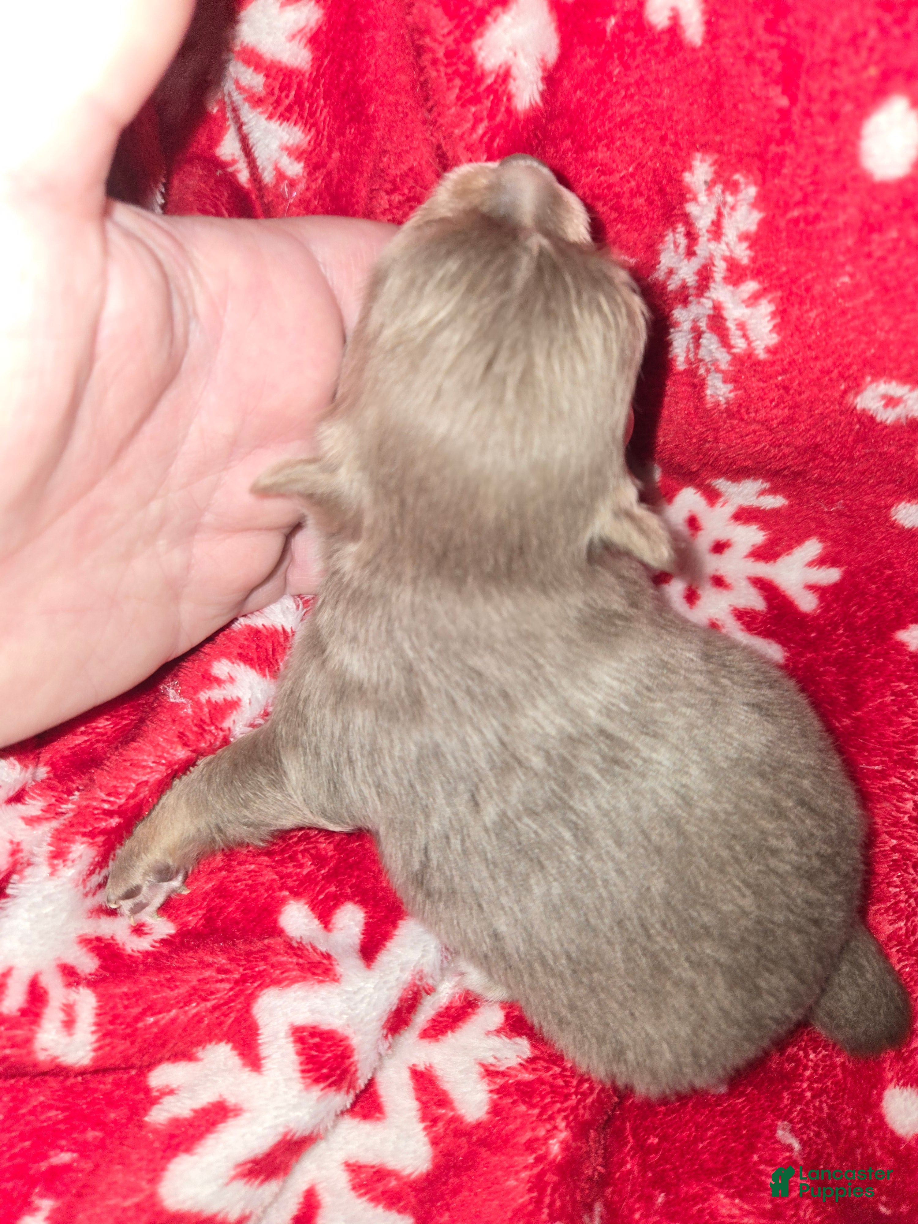 Chihuahua dogs Long Hair Blue boy - Ad 2