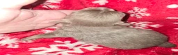 Chihuahua dogs for sale: Long Hair Blue boy - Ad 2