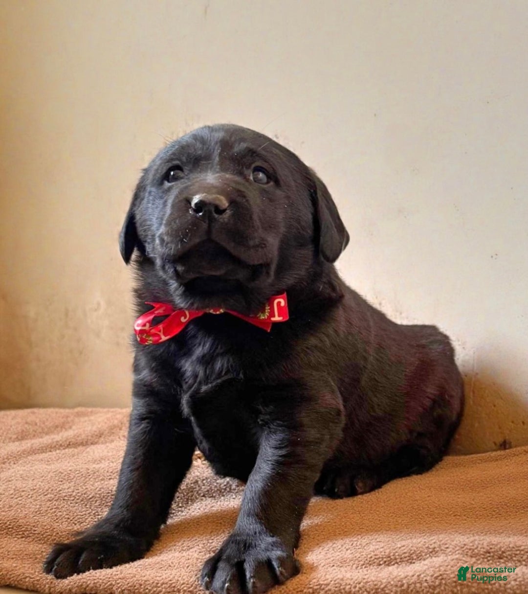 Labrador Retriever dogs for sale: Ebony❤️🐾AKC Hip Cert English Labs❤️🐾Call 717-663-8617 - Ad 2