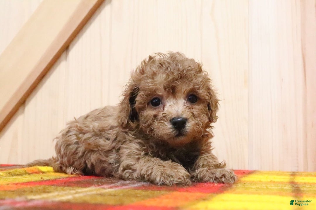 Bichpoo dogs for sale: Blaize - Ad 3