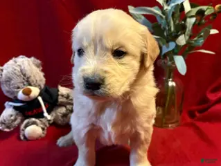 Golden Retriever dogs Tonka - Ad 28