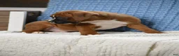 Boxer dogs for sale: Duke - Ad 5