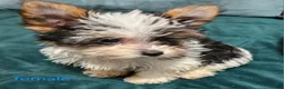 Yorkshire Terrier dogs for sale: Patsy - Ad 12
