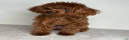Toy Poodle dogs for stud: Chinese Imported Toy Poodle Stud - Ad 3