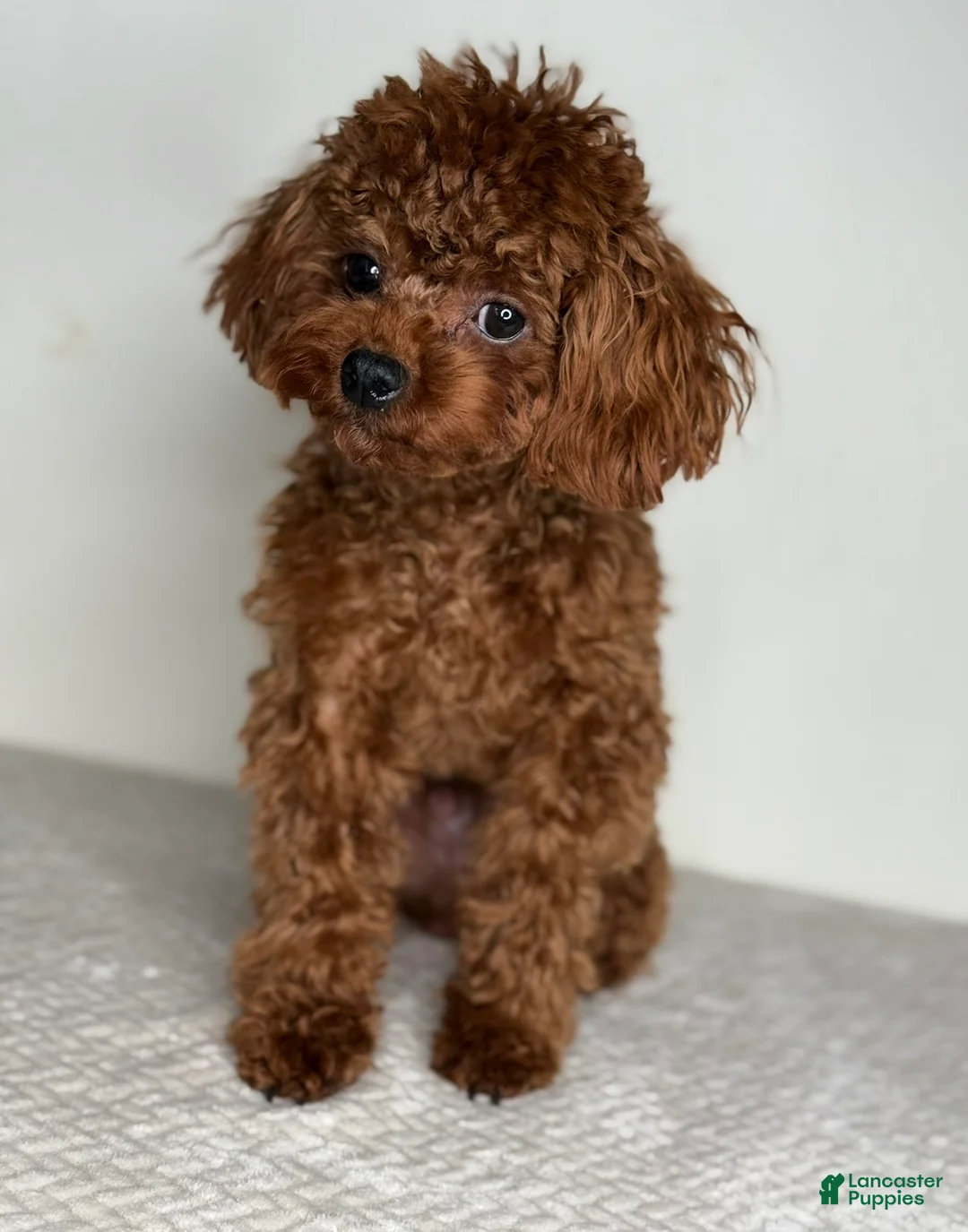 Toy Poodle dogs for stud: Chinese Imported Toy Poodle Stud - Ad 3