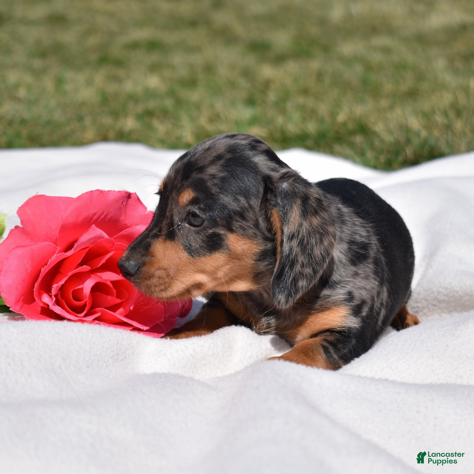 Miniature Dachshund dogs Espresso  - Ad 2