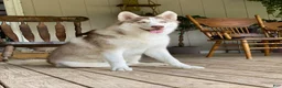 Gerberian Shepsky dogs for sale: Beth - Ad 5
