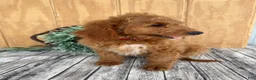 Mini Goldendoodle dogs for sale: Ace - Ad 15