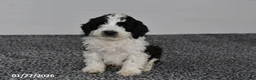 Mini Sheepadoodle dogs for sale: Pepper - Ad 4