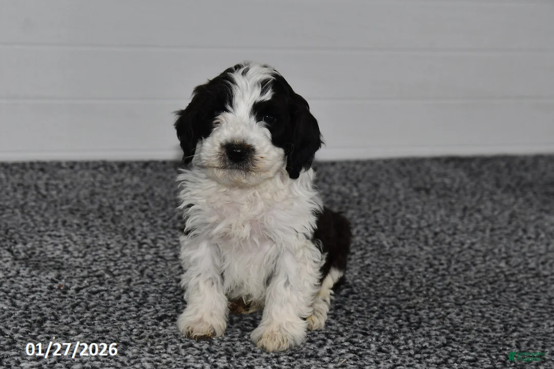 Mini Sheepadoodle dogs for sale: Pepper - Ad 4