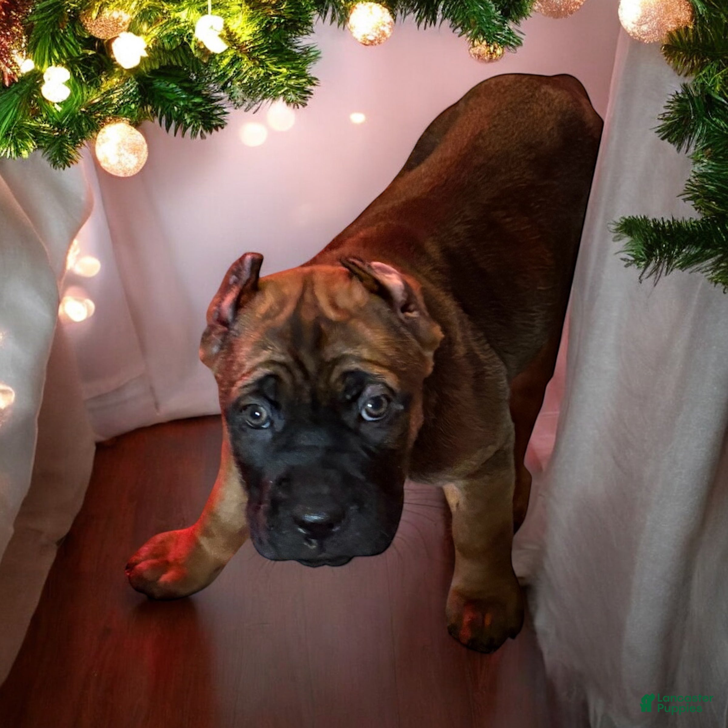 Cane Corso dogs Black - Ad 20