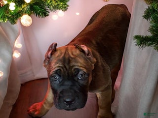 Cane Corso dogs Black - Ad 19