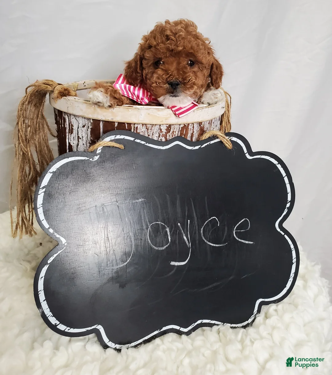 Toy Poodle dogs for sale: Joyce - Ad 2