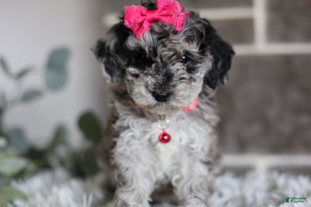 Miniature Poodle dogs for sale: Joy - Ad 19