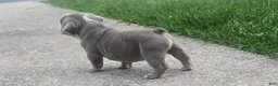 English Bulldog dogs for sale: English Bulldog Puppy 1 - Ad 3