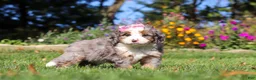 Mini Bernedoodle dogs for sale: Ruby🌸 - Ad 4