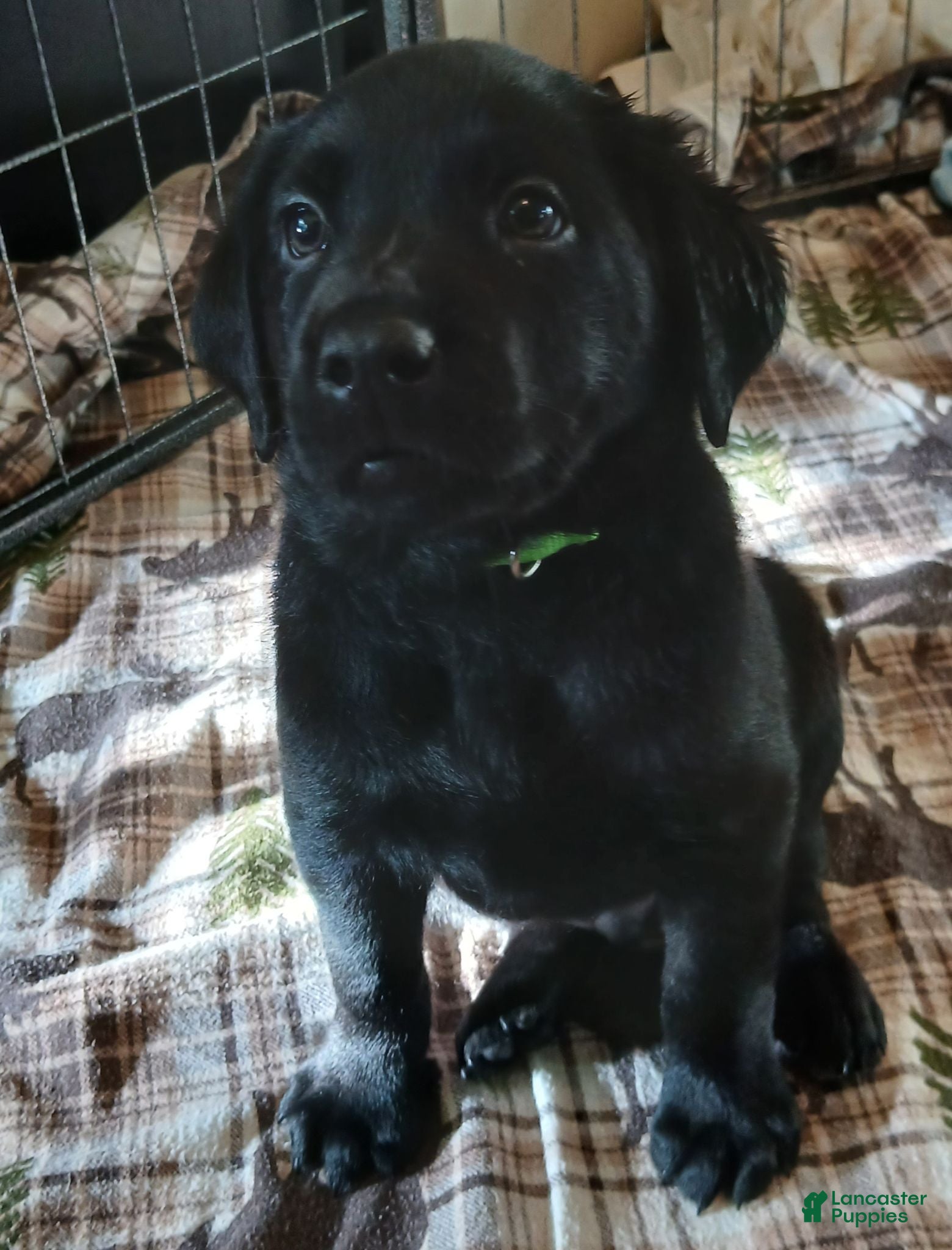 Labrador Retriever dogs Labrador Retriever Neon collar - Ad 14