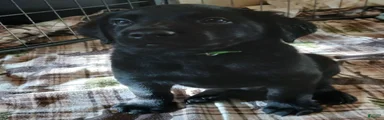 Labrador Retriever Neon collar