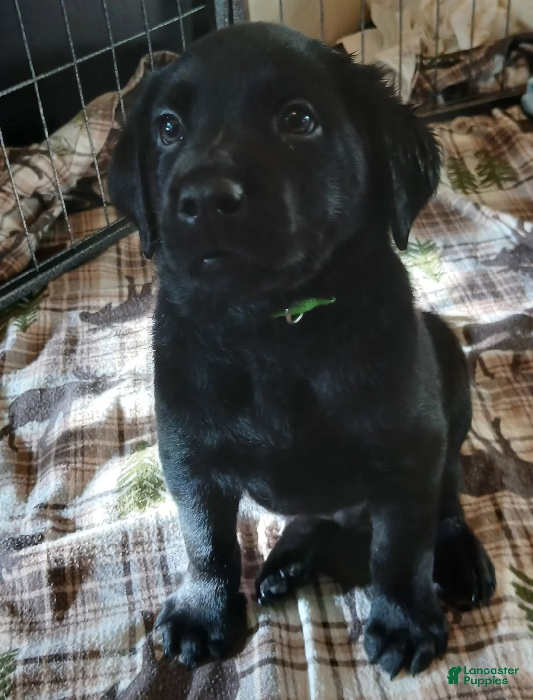 Labrador Retriever dogs for sale: Labrador Retriever Neon collar - Ad 1