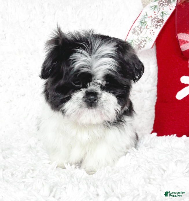 Shih Tzu dogs Lacey - Ad 3