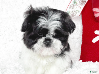 Shih Tzu dogs Lacey - Ad 3