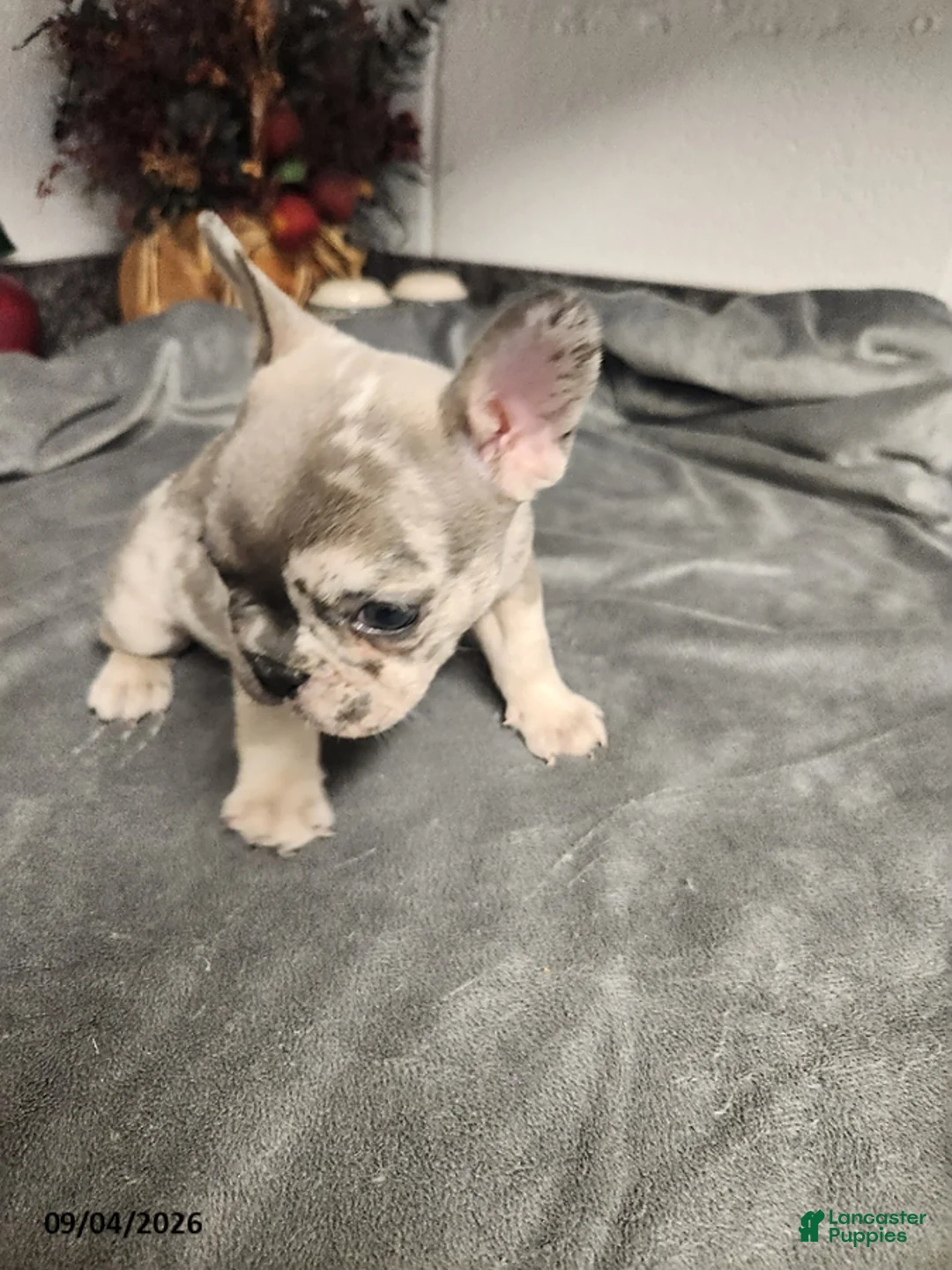 French Bulldog dogs for sale: Ashton - Ad 5