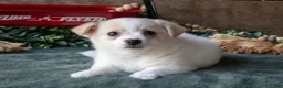 Chihuahua dogs for sale: Paula - Ad 3